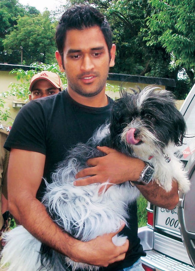 msd-dogs