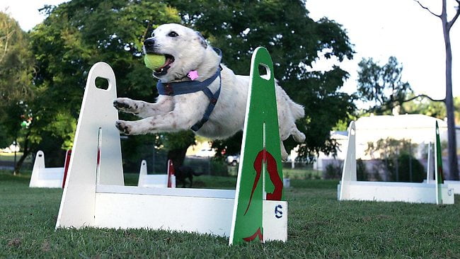 flyball with pets