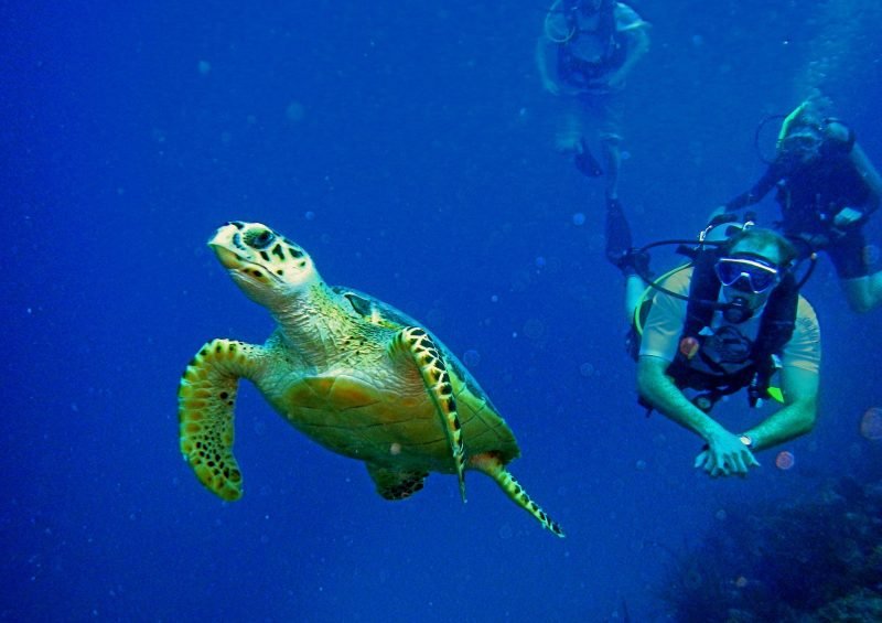 scuba diving with turtle