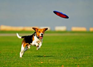 Frisbee with Dogs