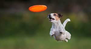 playing frisbee with dog