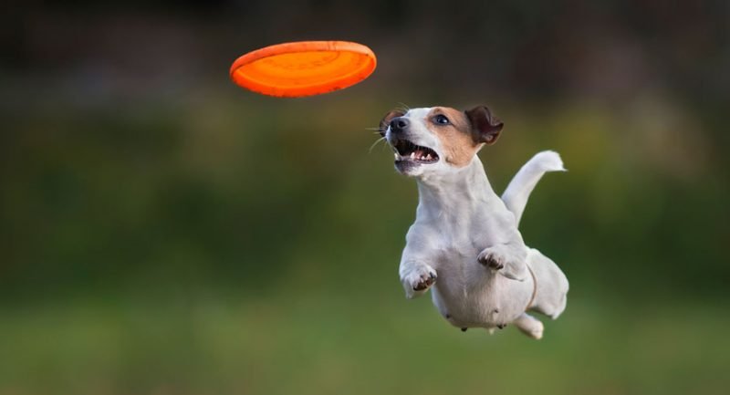 dog playing frisbee