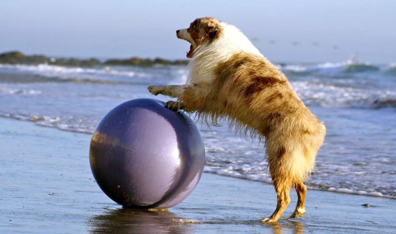 Treiball with Dogs