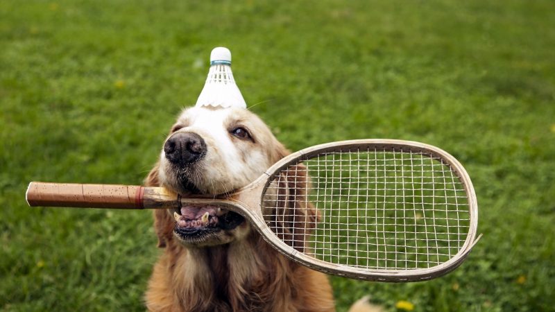 badminton dog