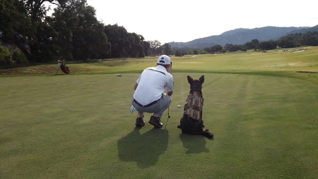 pet on golf course