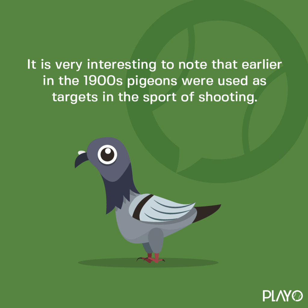 It is very interesting to note that earlier in the 1900's pigeons were used as targets in the sport of shooting.